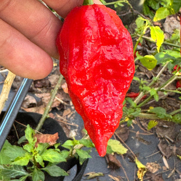 Tombstone Ghost Pepper - Seeds - The Pepper Pantry (Formerly Marie Sharp's)